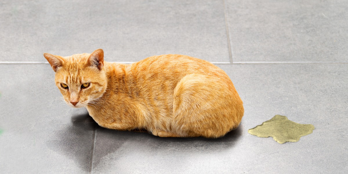gato