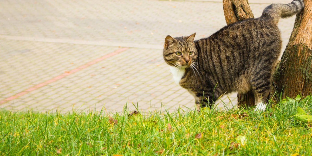 gato